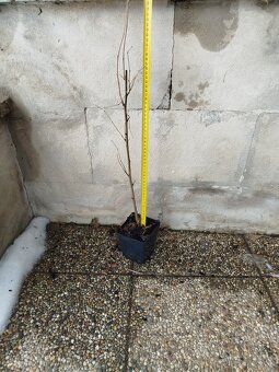 Morušák čierna - 2