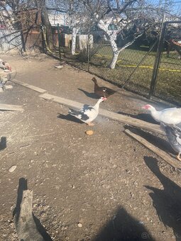 predám kačice do chovu - 2