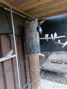 Predám andulky a korely - 2