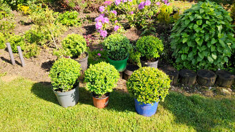 Buxus - 2