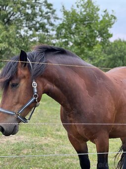 Predám kobylku Norik Muránsky - 2