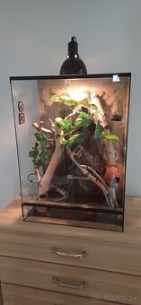 Pagekon riasnaty a terarium - 2