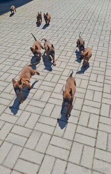 Belgický ovčiak malinois - 2