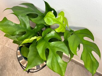 Monstera minima (Rhaphidophora tetrasperma) - 2
