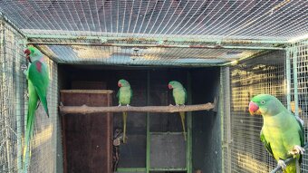 Alexander Veľký - 2