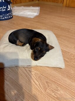 jazvečik hrubosrstý - 2