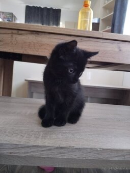 Darujeme mačiatka - 2