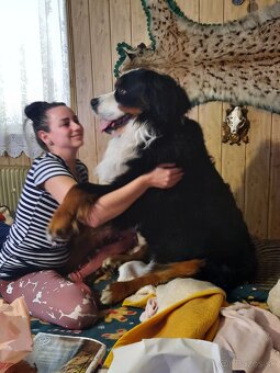 Bernský salašnícky pes - 2