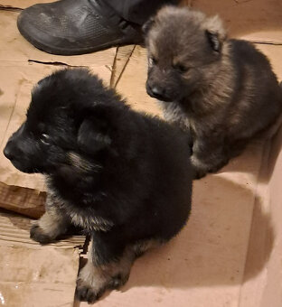 Nemecký ovčiak - šteniatka s PP - 2