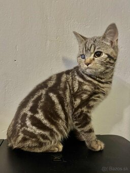 Britske maciatka - 2