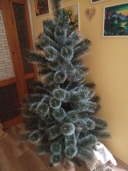 Borovica stromcek - 2