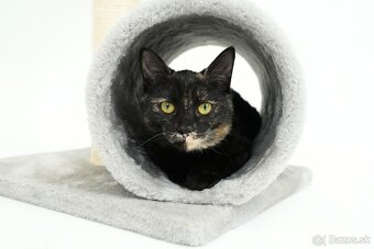 Malá mačička AGÁTKA hľadá domov - 2