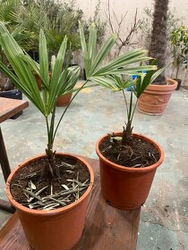 Mrazuvzdorná palma Trachycarpus Fortunei - 2