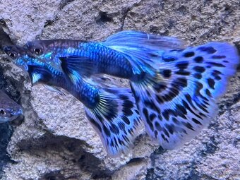 Gubka japan blue mosaic - 2