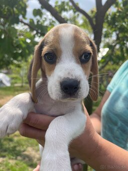 Steniatká beagle, bígl, bigel - 2