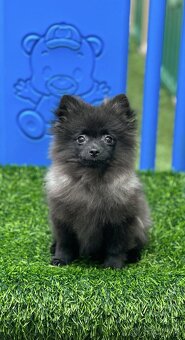Pomeranian s PP (fenečka) - 2