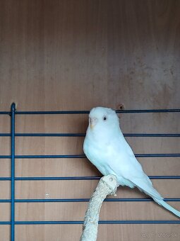 Andulky - 2