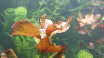 Akvarijne rastliny+Krevetky 12ks - 2