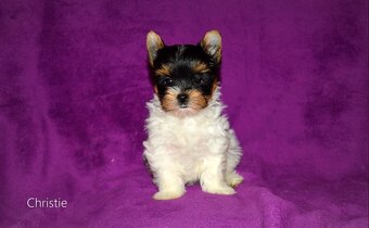 Biewer-yorkshirsky terier mini s pp - 2