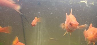 Mečún mexický - 2