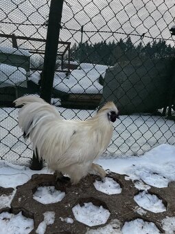 Hodvabnička- kohút - 2