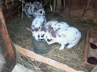 Dalmatínsky rex trojfarebný - 2