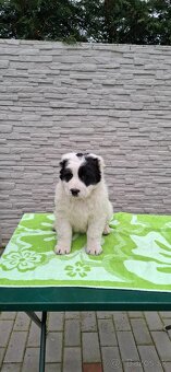 Stredoázijsky ovčiak - 2