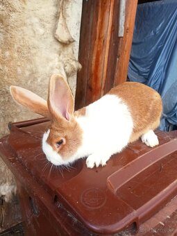 Predám králiky - 2