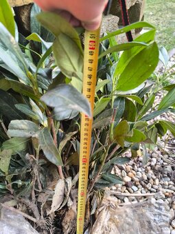 Vavrinovec Caucasica - 2