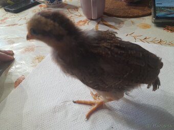 Kuriatka vlaška jarabičia - 2