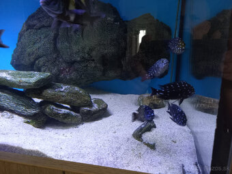 cichlidy tropheus duboisi - 2