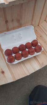 Nasadove vajcia Marans/olivova nosnica - 2