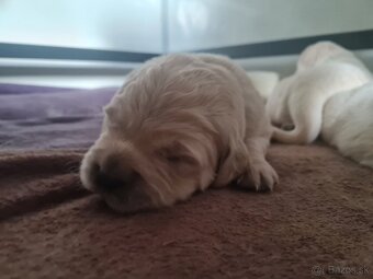 Zlatý retriever - šteniatka s preukazom pôvodu - 2