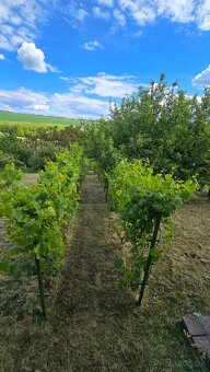 Záhrada s chatkou - Osuské-Opendáky - 2