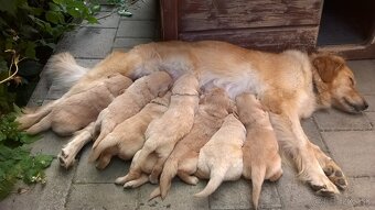 Zlatý retriever šteniatka - 2