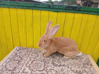 Belgicky obor-žltý - 2