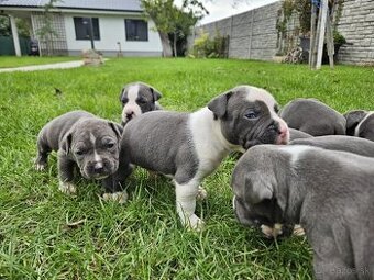 Šteniatká Amerického staffordshire teriéra - Blue - 2
