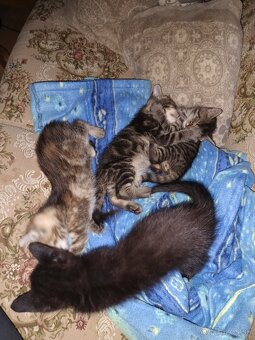 Darujem mačiatka - 2