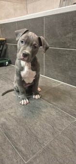 American bully XL - 2