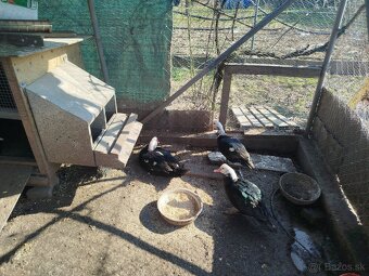 Predám domáce kačky - 2