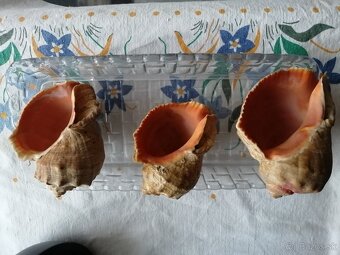 3 velke musle - 2