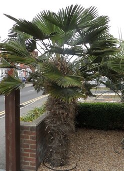 Trachycarpus wagnerianus - sadenice - 2