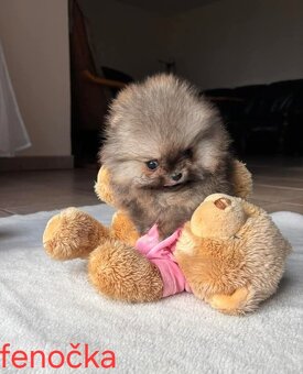Pomeranian mini - 2