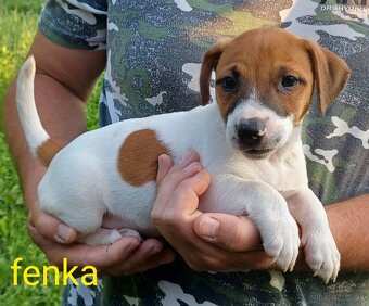 Jack russel terier šteniatka - 2