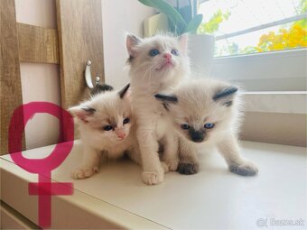 RAGDOLL mačiatka - 2