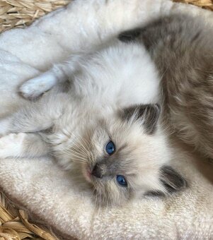 Mačiatka ragdoll samec a samica na predaj - 2