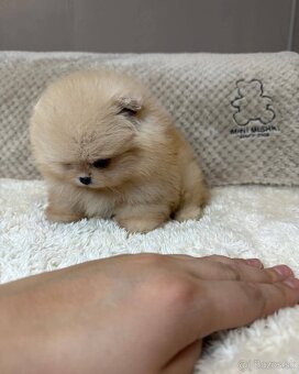 Pomeranian mini cream - 2