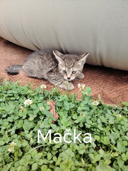 Mačiatka - 2