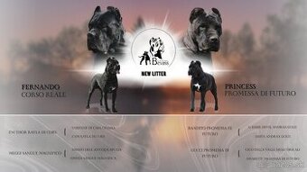 Cane Corso s PP - 2