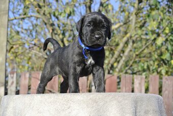 Cane Corso s PP - 2